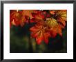 Vine Maple Leaves To Displaying Bright Autumn Colors by Melissa Farlow Limited Edition Print