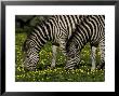 Two Common Or Burchell's Zebras Grazing Among Wildflowers, Mombo, Okavango Delta, Botswana by Beverly Joubert Limited Edition Print