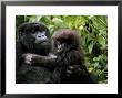 Female Mountain Gorilla And Her Child, Rwanda by Michael Nichols Limited Edition Pricing Art Print