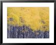 Fall Colors Of The Quaking Aspen Trees Along Lake Sherburne by Michael Melford Limited Edition Print