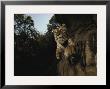 A Remote Camera Captures A Leaping Tiger by Michael Nichols Limited Edition Pricing Art Print