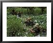 American Soldiers Wade Through Marshy Area During The Vietnam War by Paul Schutzer Limited Edition Pricing Art Print