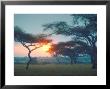 Tanganyika Thorn Trees Filtering Light From Sunset At Serengeti National Park by Loomis Dean Limited Edition Print