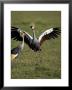 Grey Crowned Crane Dancing Next To Its Mate With Its Feet Off The Ground And Wings Spread by James Hager Limited Edition Print