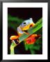 Blue Webbed Gliding Frog, Native To New Guinea by David Northcott Limited Edition Print