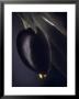 A Black Olive On A Toothpick, Olive Oil by Jo Van Den Berg Limited Edition Print