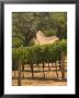Hess Collection And Winery Vineyard View, Napa Valley, California by Walter Bibikow Limited Edition Print