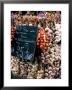 Ropes Of Garlic In Local Shop, Nice, France by Bill Bachmann Limited Edition Print