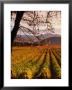 Autumn At Stelling Vineyard, Oakville, Napa Valley, Usa by Wes Walker Limited Edition Print