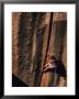 Climber Ascends An Off Width In The Utah Desert by Bill Hatcher Limited Edition Print