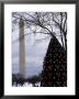 Christmas Tree On The Mall Of Downtown D.C., Washington, D.C. by Stacy Gold Limited Edition Print