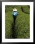 Woman Wearing Straw Hat Harvesting Tea Leaves In Shennongjia, China by David Evans Limited Edition Pricing Art Print