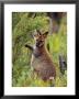 Bennetts Wallaby Feeding On Vegetation In A Re-Vegetation Program by Jason Edwards Limited Edition Pricing Art Print