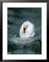 Time Exposure Of A Swan Swimming by Michael Melford Limited Edition Pricing Art Print