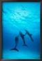 Atlantic Spotted Dolphins Underwater by Stuart Westmoreland Limited Edition Print