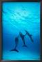 Atlantic Spotted Dolphins Underwater by Stuart Westmoreland Limited Edition Pricing Art Print