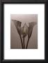 Lily Ii by Bill Philip Limited Edition Print