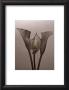 Lily Ii by Bill Philip Limited Edition Pricing Art Print