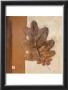 Leaf Impression - Umber by Ursula Salemink-Roos Limited Edition Pricing Art Print