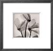 Cyclamen Study No.1 by Steven N. Meyers Limited Edition Print