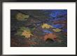 Autumn Leaves On Rainy Wet Pavement Reflecting Neon Color In Abstract by Stephen St. John Limited Edition Pricing Art Print