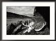 A Moose Skull Lays Along The Rocky Coast Of The Alsek River In Alaska by Barry Tessman Limited Edition Print