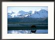 A Grizzly Bear Walks On A Mud Flat by Joel Sartore Limited Edition Pricing Art Print