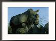 A Southern White Rhino At The San Diego Wild Animal Park by Michael Nichols Limited Edition Print