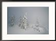 A Heavy Blanket Of Snow And Fog Cover A Group Of Pine Trees by Norbert Rosing Limited Edition Print