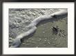 A Tiny Turtle Hatchling Heads For The Surf by Kenneth Garrett Limited Edition Print