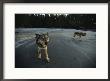 Gray Wolves, Clayoquot Sound, Vancouver Island by Joel Sartore Limited Edition Print
