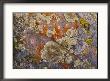 Colorful Lichen Covers A Rock Surface by George F. Mobley Limited Edition Print