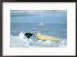 A Newborn Harp Seal Pup In Yellowcoat Sniffs Another Grown Harp Seal by Norbert Rosing Limited Edition Print