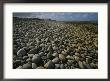 Stones Line A Beach On New Zealands South Island by Annie Griffiths Belt Limited Edition Pricing Art Print