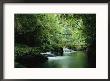 A Woodland Stream Winding Through A Burmese Jungle by Steve Winter Limited Edition Pricing Art Print