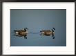 Pair Of Canada Geese (Branta Canadensis) by Raymond Gehman Limited Edition Print