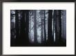 Morning Fog Envelopes Giant Redwood Trees by James P. Blair Limited Edition Print