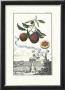 Altri Frutta by Johann Christof Volckamer Limited Edition Pricing Art Print