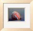 Conch by Ruth Burke Limited Edition Pricing Art Print