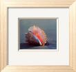 Conch by Ruth Burke Limited Edition Pricing Art Print