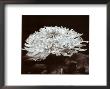 Chrysantemum by Bill Philip Limited Edition Print