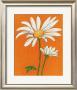 Wild Daisy Ii by Kate Rowley Limited Edition Pricing Art Print