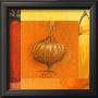 Onion by Jennifer Hammond Limited Edition Print