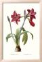 Amaryllis Brasiliensis by Pierre-Joseph Redouté Limited Edition Pricing Art Print