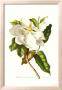 Magnolia Maxime Flore by Georg Dionysius Ehret Limited Edition Print