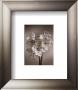 Amaryllis by Bill Philip Limited Edition Print