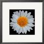 Daisy by Mitch Ostapchuk Limited Edition Print