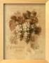 Sauvignon Blanc Grapes by Danhui Nai Limited Edition Print