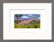 Dippy The Diplodocus by Sophie Harding Limited Edition Print
