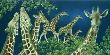 Giraffes by Laura Regan Limited Edition Print